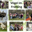 Vögel im Frühling Collage - 1